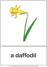 Bildkarte - daffodil.pdf